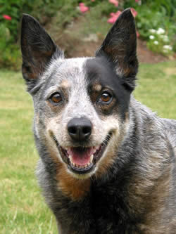 best blue heeler names