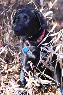 Labrador Retriever negro