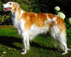 Borzoi - Russian Wolfhound