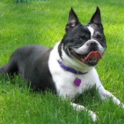 Boston Terrier