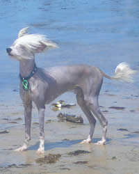 Chinese Crested