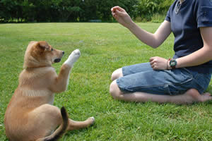 Clicker Dog Training