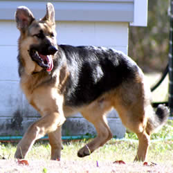 Female German Shepherd Names