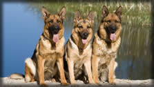 German Shepherds