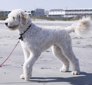 Goldendoodle