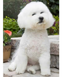 Bichon Frise - Good Apartment Dogs