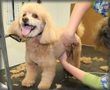 Dog Grooming