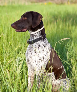 Hunting Dog Names