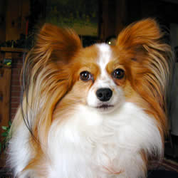 Papillon - A Popular Small Dog Breed