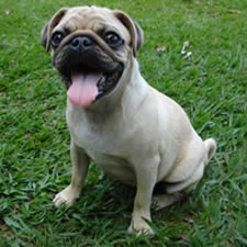 Pug Dog