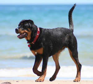 Rottweiler Dog Names