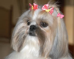 cute female shih tzu names