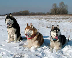 what are the names of the dogs in snow dogs