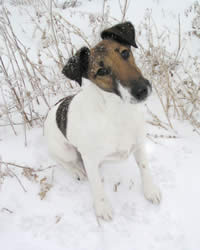 Smooth Coated Fox Terrier