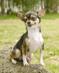 Toy Dog Breeds Chihuahua