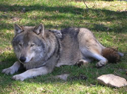 wolf like dog name