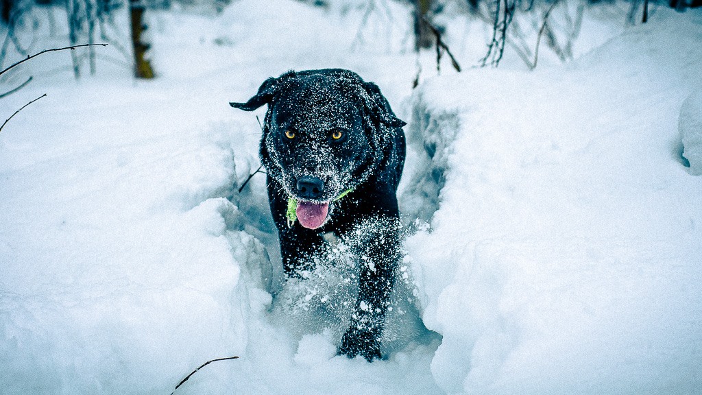 can dogs walk in cold weather